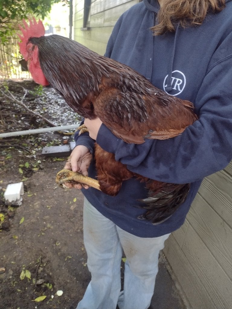 Haan, Dieren en Toebehoren, Pluimvee, Mannelijk, Kip