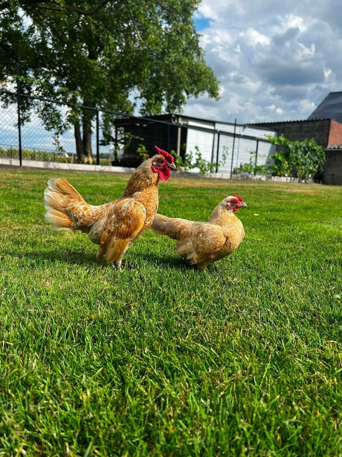 Koppel sebrights geel-wit, Dieren en Toebehoren, Pluimvee