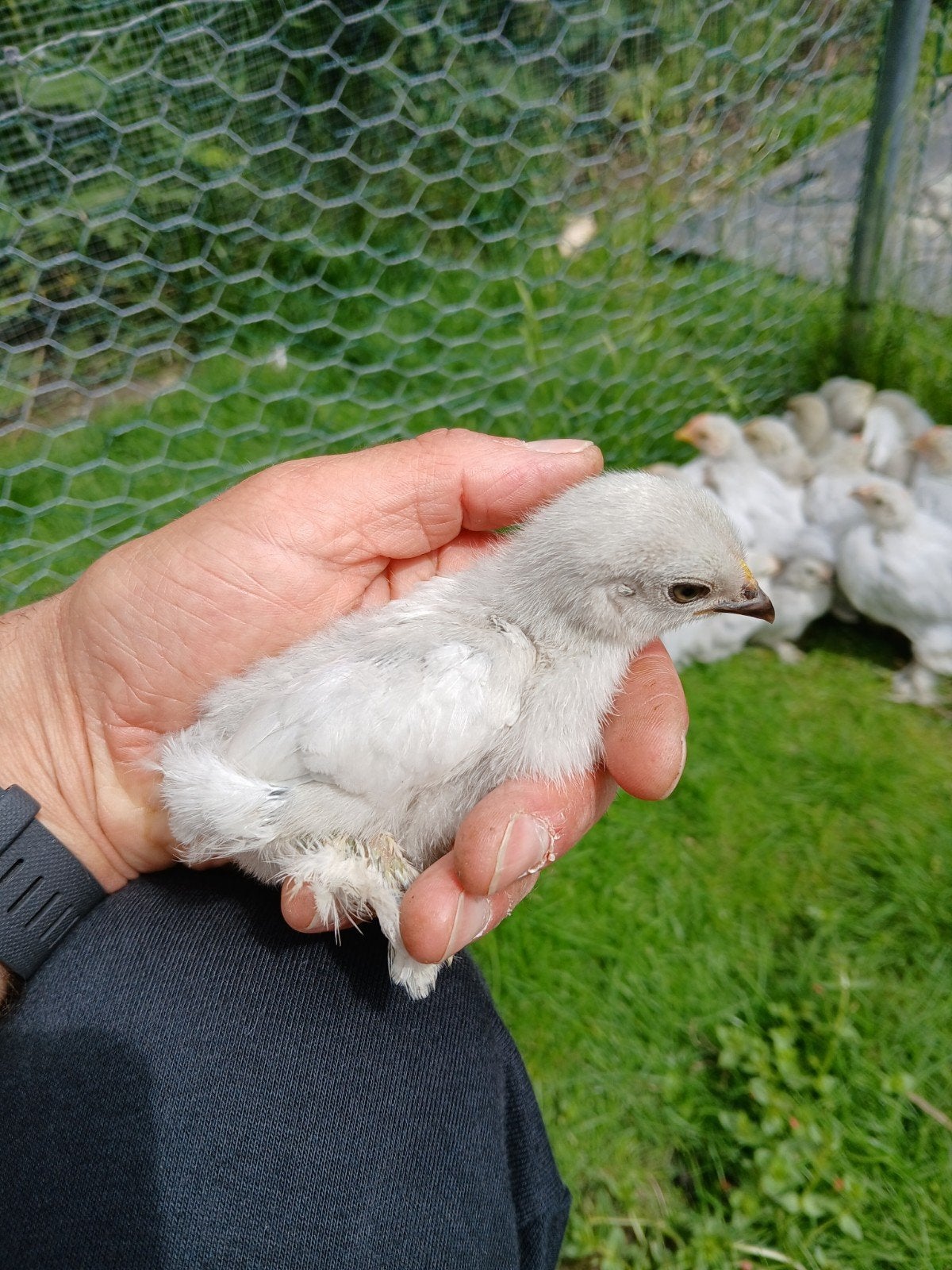 Cochin kriel parelgrijs, Dieren en Toebehoren, Pluimvee