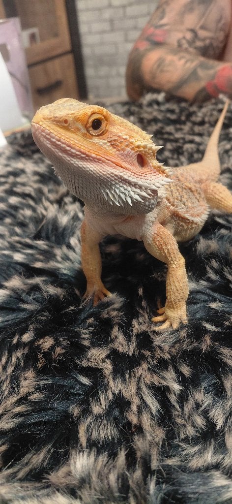 Baardagaam Hypo Citrus Orange Trans, Dieren en Toebehoren, Hagedis, Tam, 0 tot 2 jaar