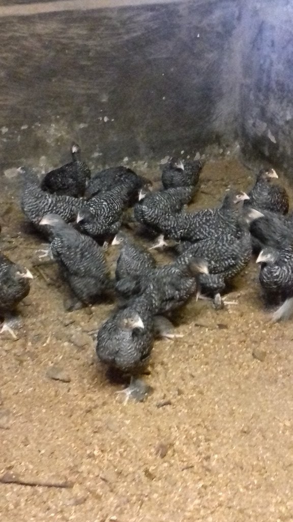 Jonge hennen Mechelse koekoek, Dieren en Toebehoren, Pluimvee