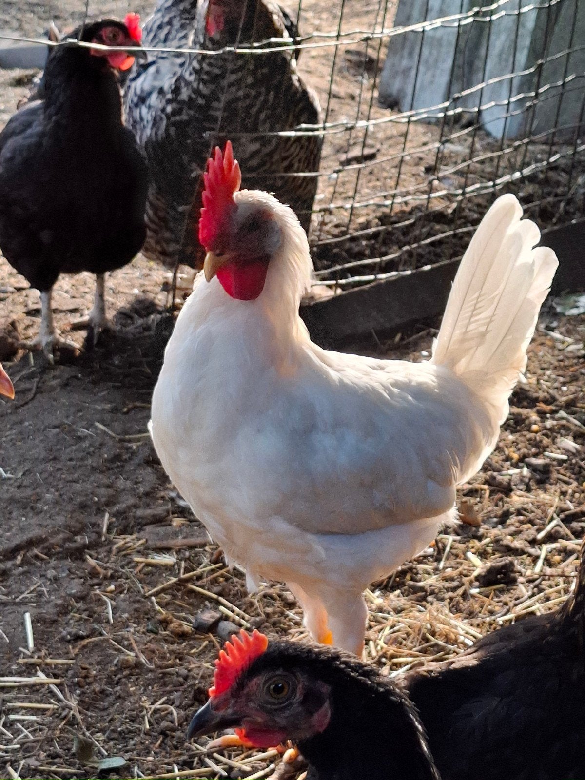 2 leghorn hanen, Dieren en Toebehoren, Pluimvee