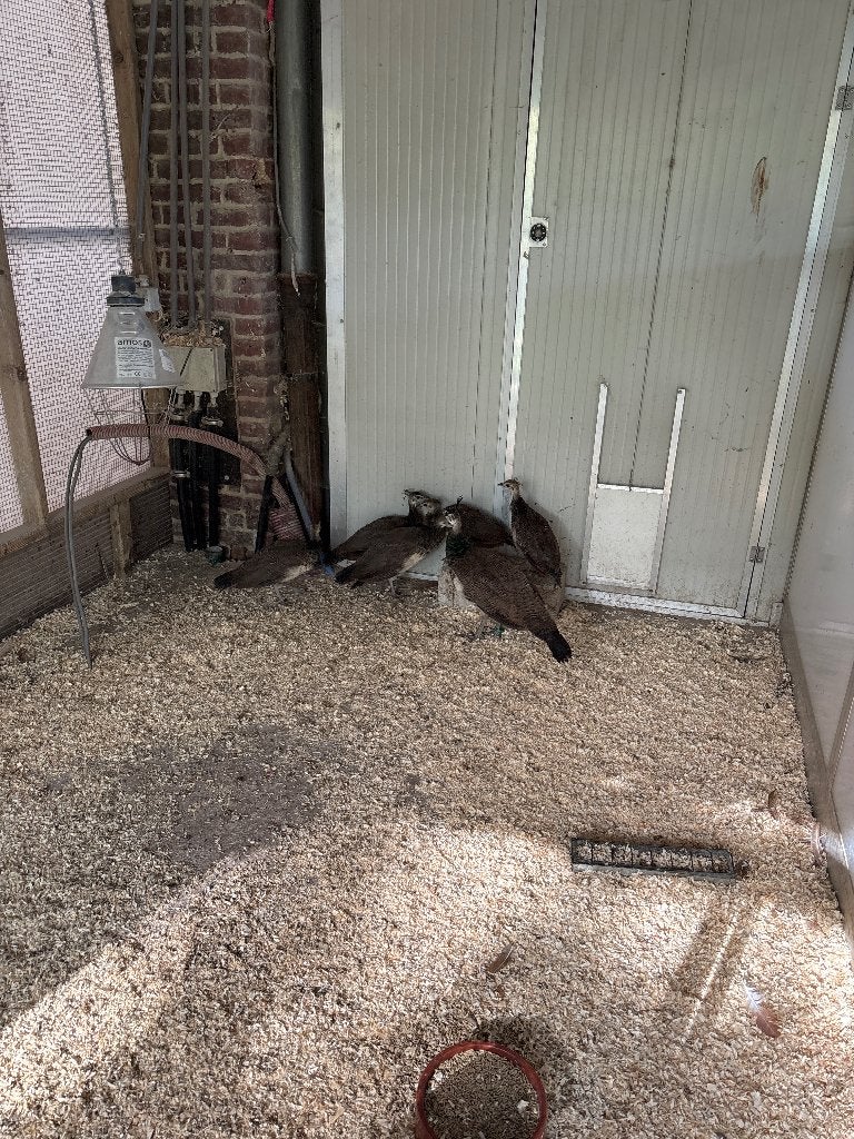 Groep pauwen, Dieren en Toebehoren, Meerdere dieren, Overige soorten