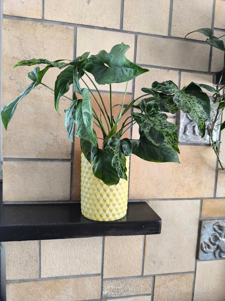 Syngonium Mottled Mojito, Ophalen of Verzenden