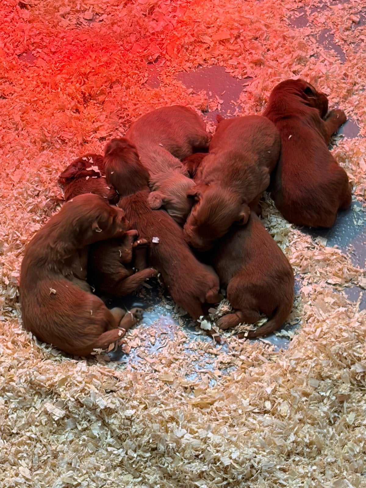 Prachtige abrikoze Labradoodle pups met Vlaams stamboom, Dieren en Toebehoren, België, 8 tot 15 weken, Meerdere, Fokker | Professioneel