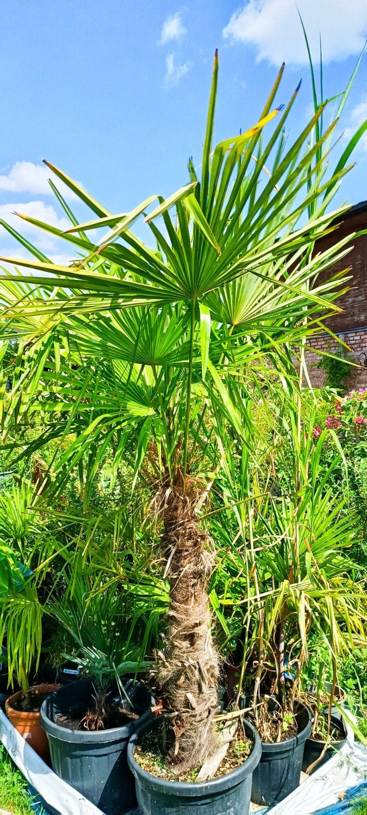 Trachycarpus Fortunei palmboom, Tuin en Terras, Planten | Tuinplanten, Ophalen, Winter