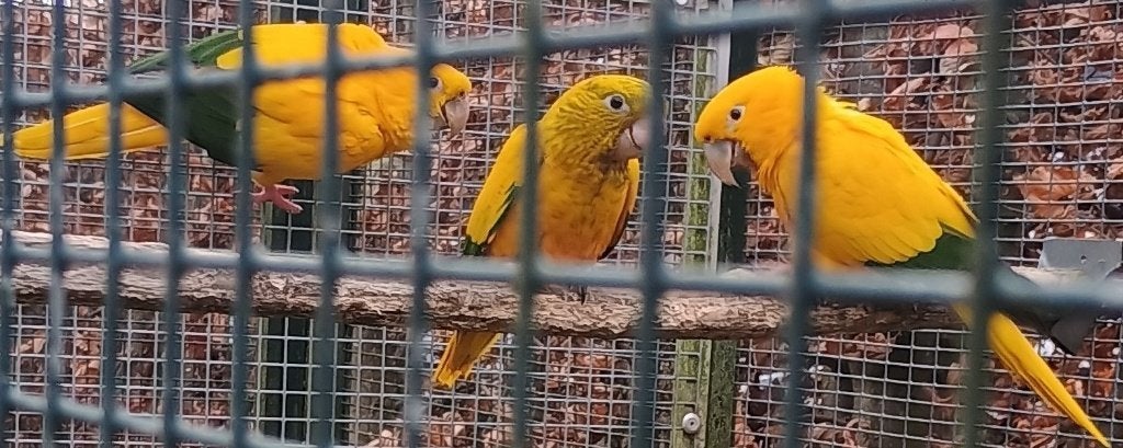 Guarouba - goudparkiet, Animaux & Accessoires, Femelle, Perroquet