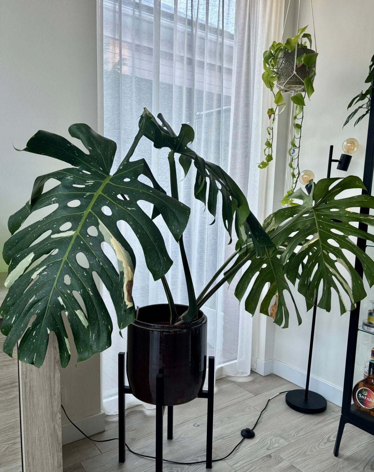 Grote Monstera Thai Constellation met 4 grote bladeren, Ophalen, 100 tot 150 cm, Overige soorten, Halfschaduw