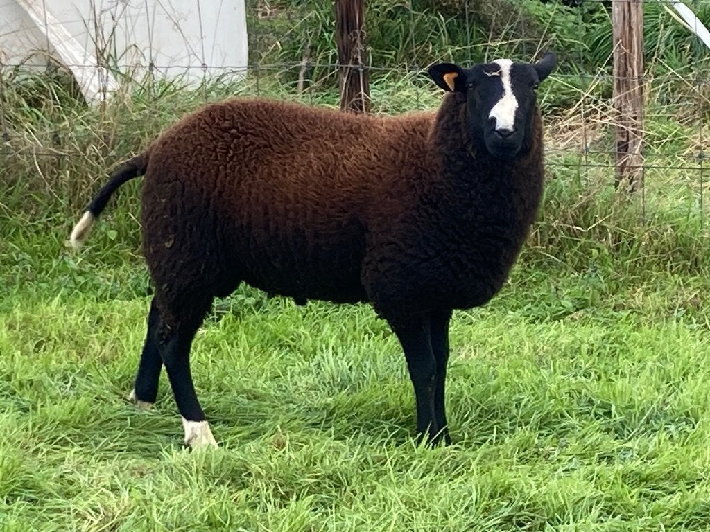Schapen, Animaux & Accessoires, Mâle, Mouton, 0 à 2 ans