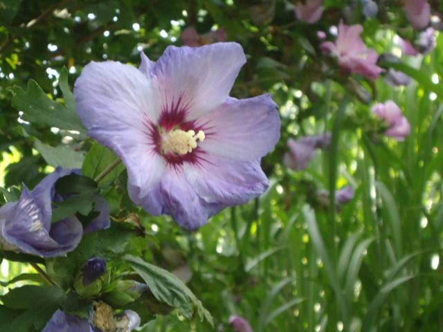 Bloemen en planten, Jardin & Terrasse, Plantes | Jardin, Enlèvement