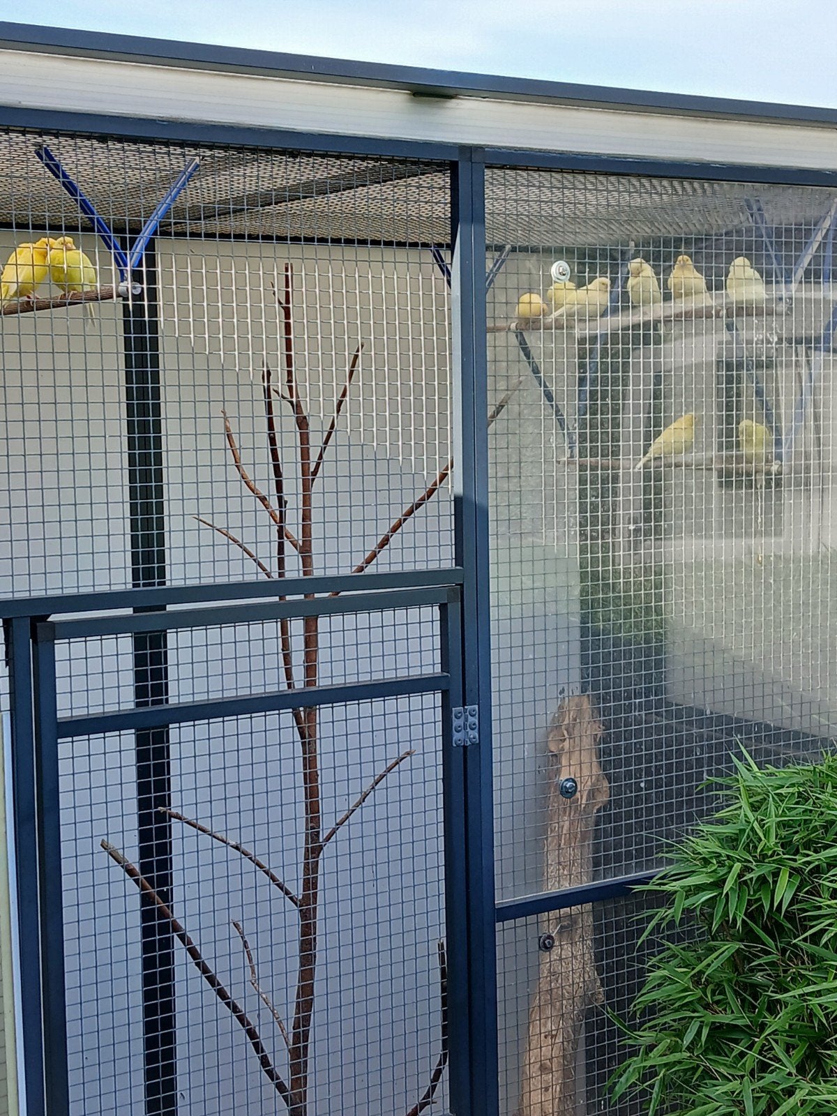 gele kanaries, Dieren en Toebehoren
