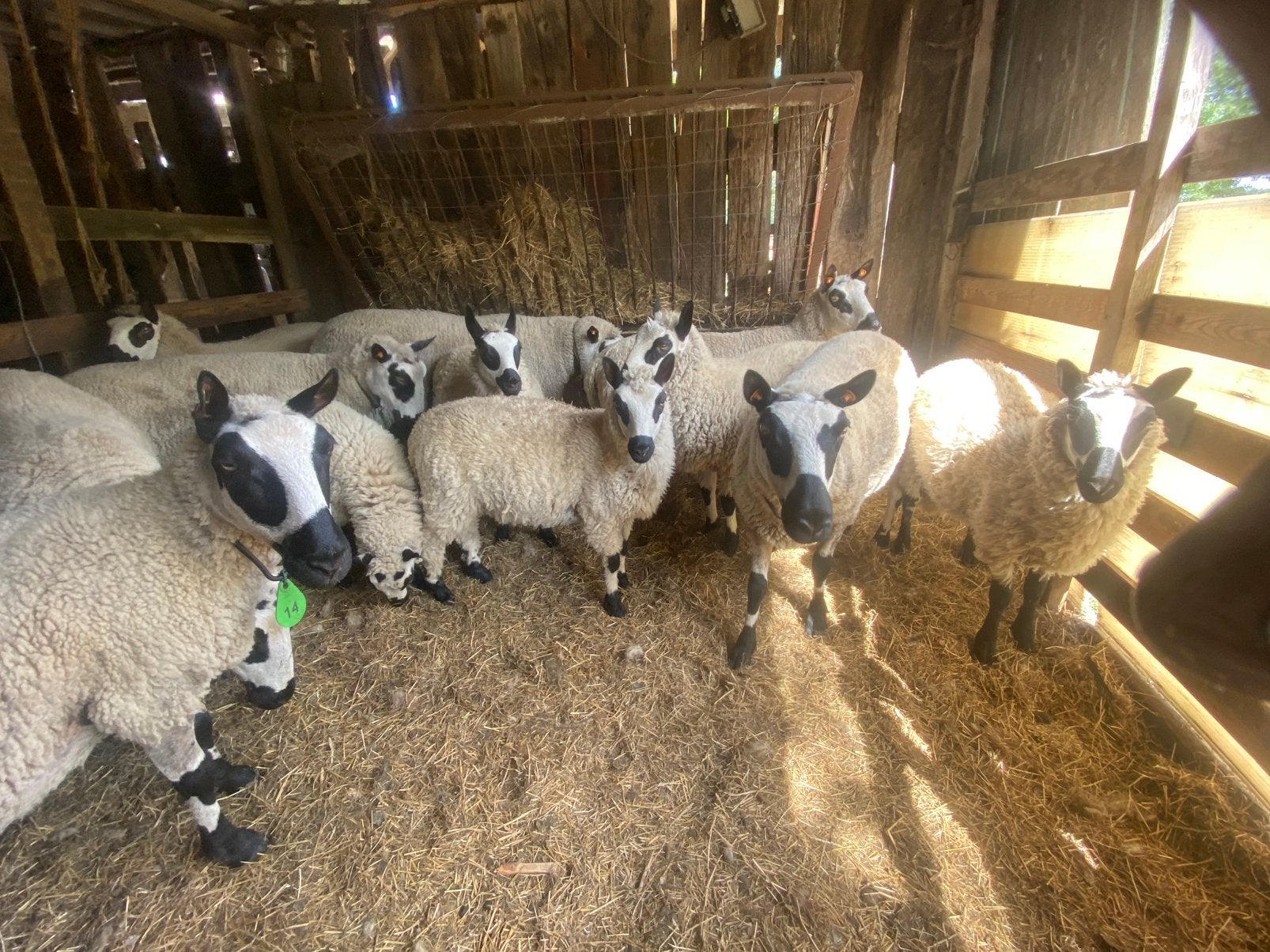 Mooi getekende Kerry Hill lammeren, Plusieurs animaux, Mouton, 0 à 2 ans
