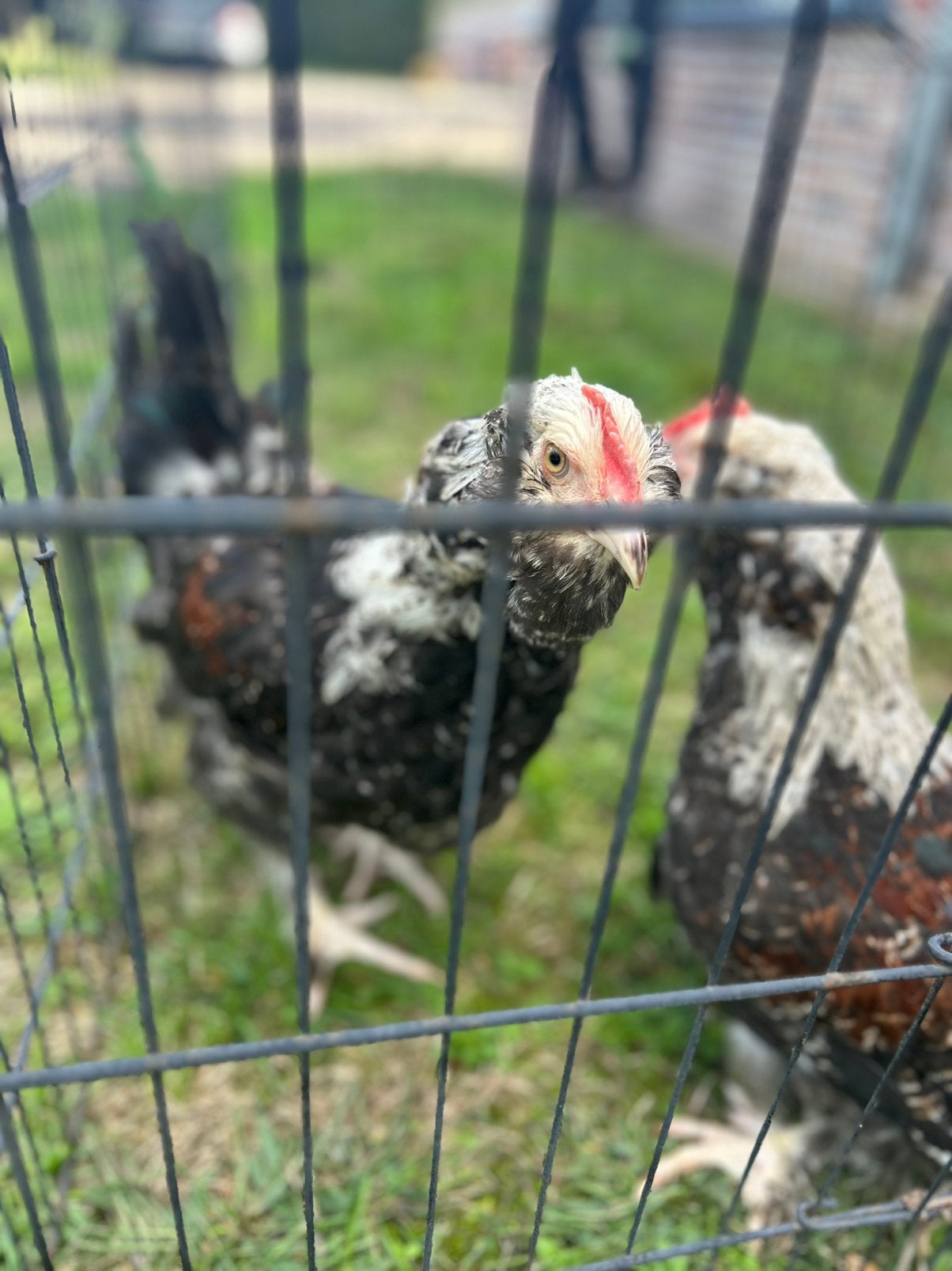 Duitse faverolles haan, Dieren en Toebehoren, Mannelijk, Kip