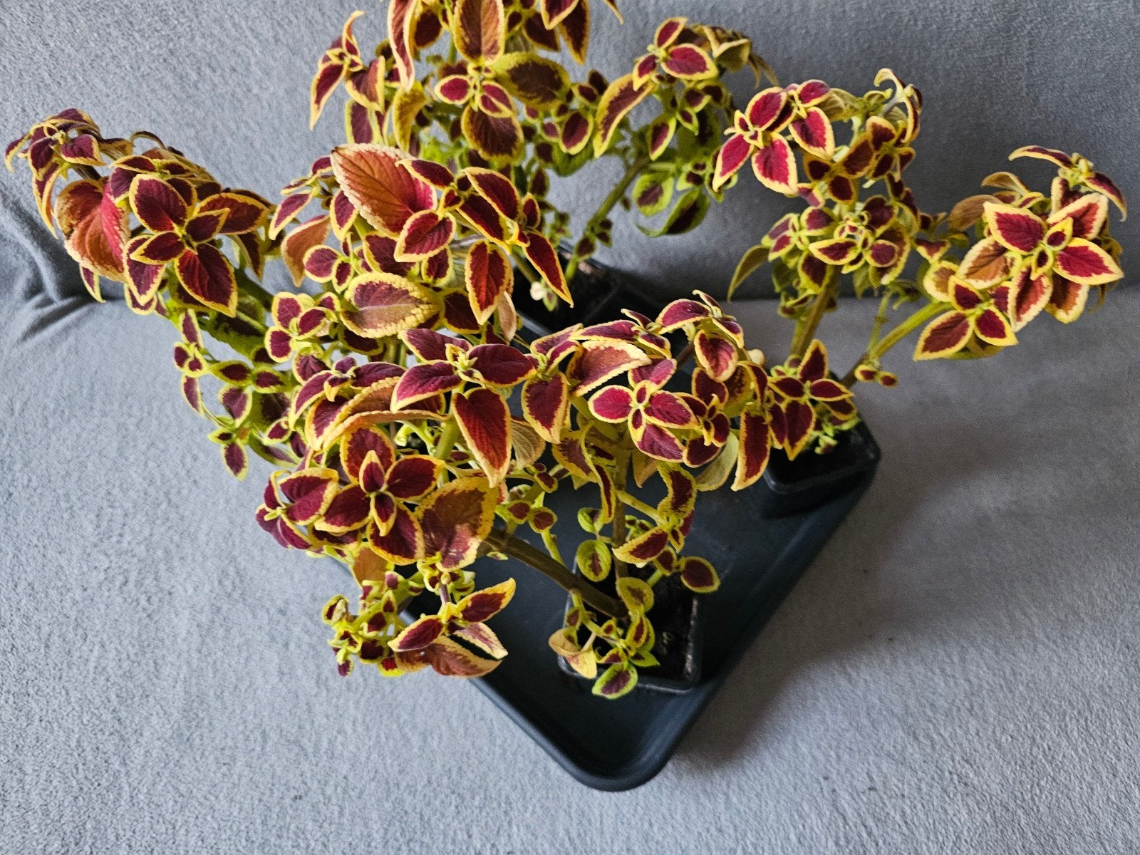 Coleus 5€ le pot, Enlèvement