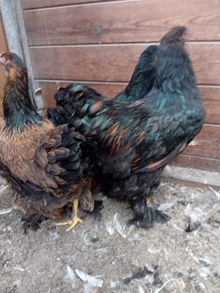 Trio brahma goud zwart gezoomd groothoender, Plusieurs animaux, Poule ou poulet
