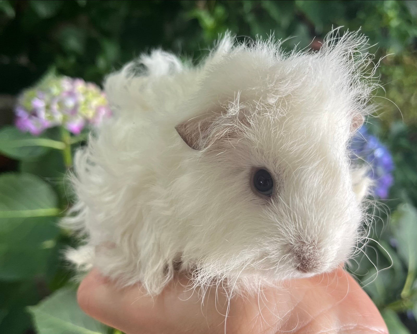 cavia zeugje, Dieren en Toebehoren, April, Vrouwelijk, Cavia