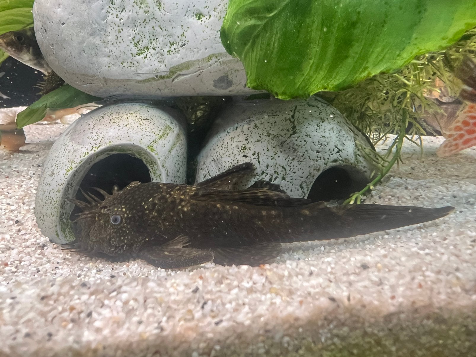Ancistrus, Animaux & Accessoires, Poissons | Poissons d'aquarium, Poisson