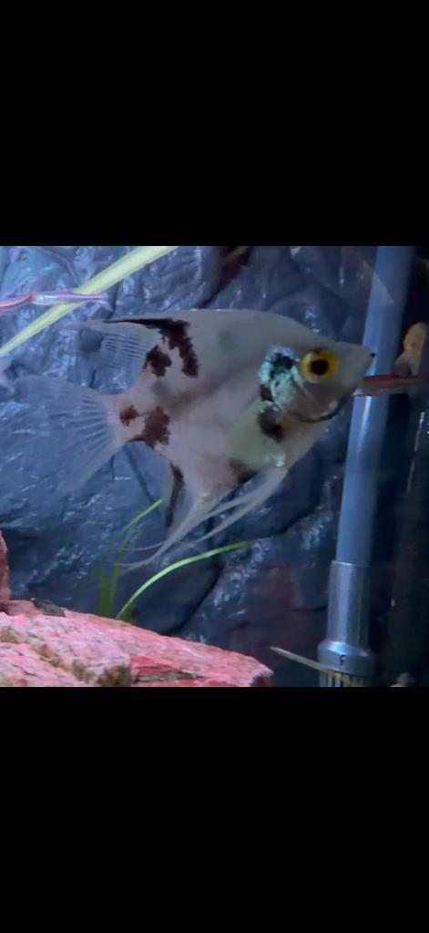 2 maanvissen van ongeveer 7 cm, Dieren en Toebehoren, Vissen | Aquariumvissen, Vis, Zoetwatervis