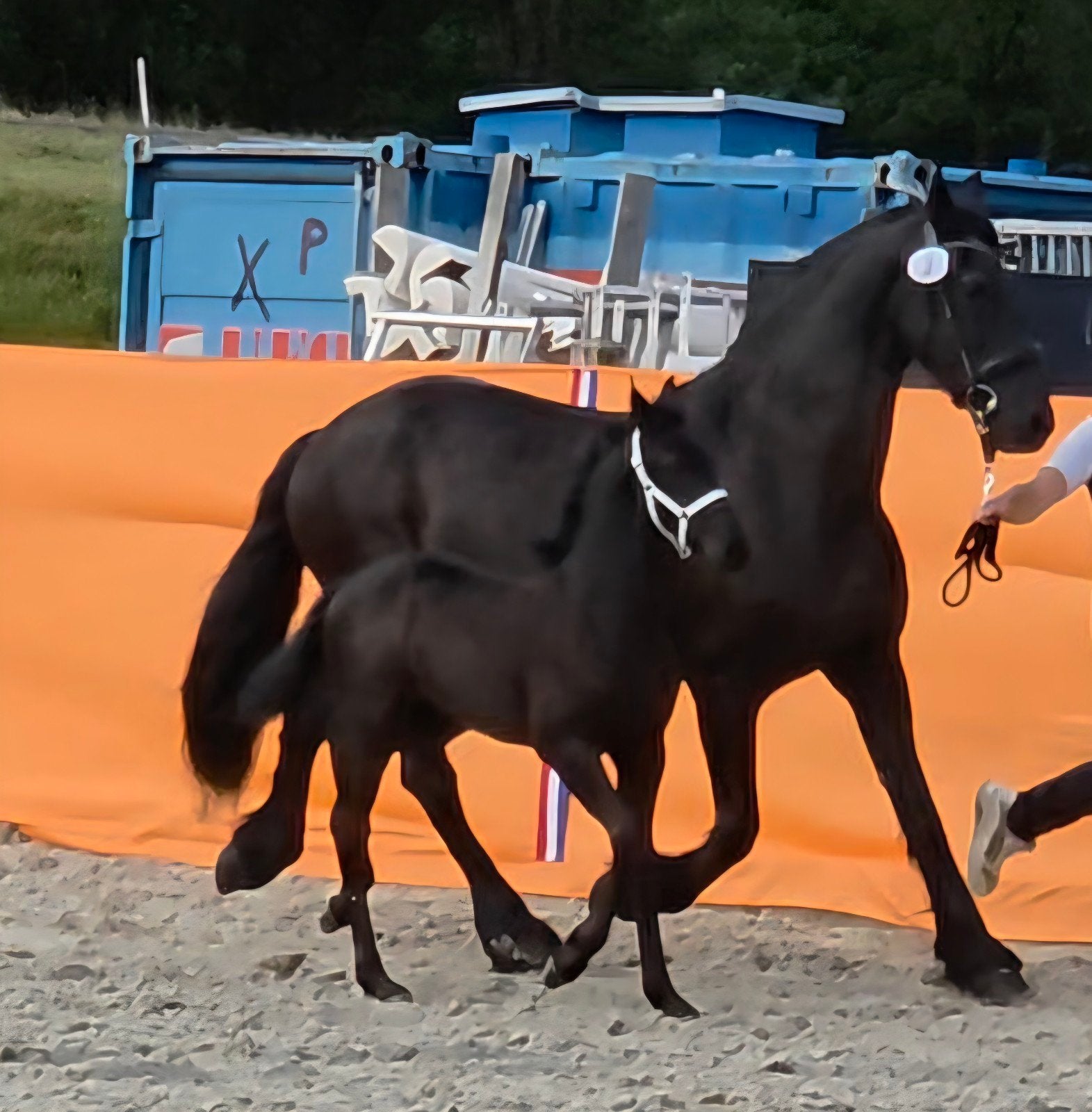 jument champion Barock Pinto Foal 74% Frise, Animaux & Accessoires, Cheval de dressage, Avec pedigree, 165 à 170 cm, 0 à 2 ans