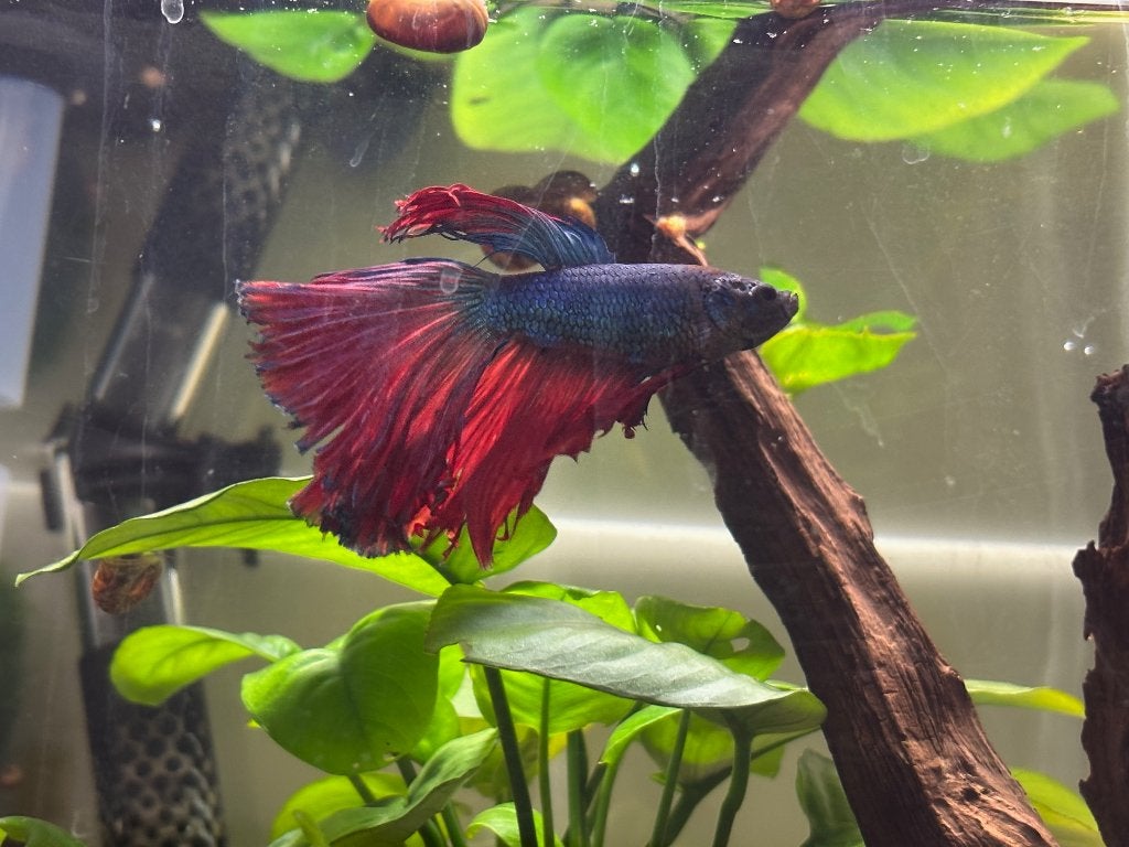 Betta's half-moon koi marble, Dieren en Toebehoren, Vis, Zoetwatervis