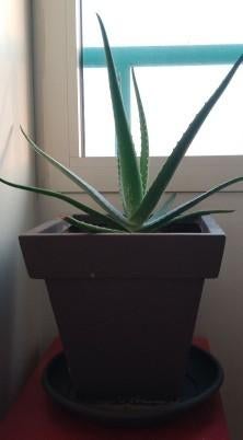 Aloé vera bio.(3 ans), Enlèvement