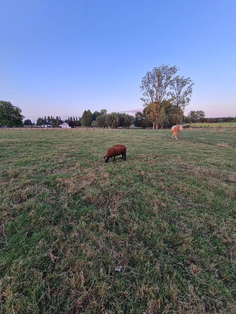 SCHAPENBOK, Mâle, Mouton, 0 à 2 ans