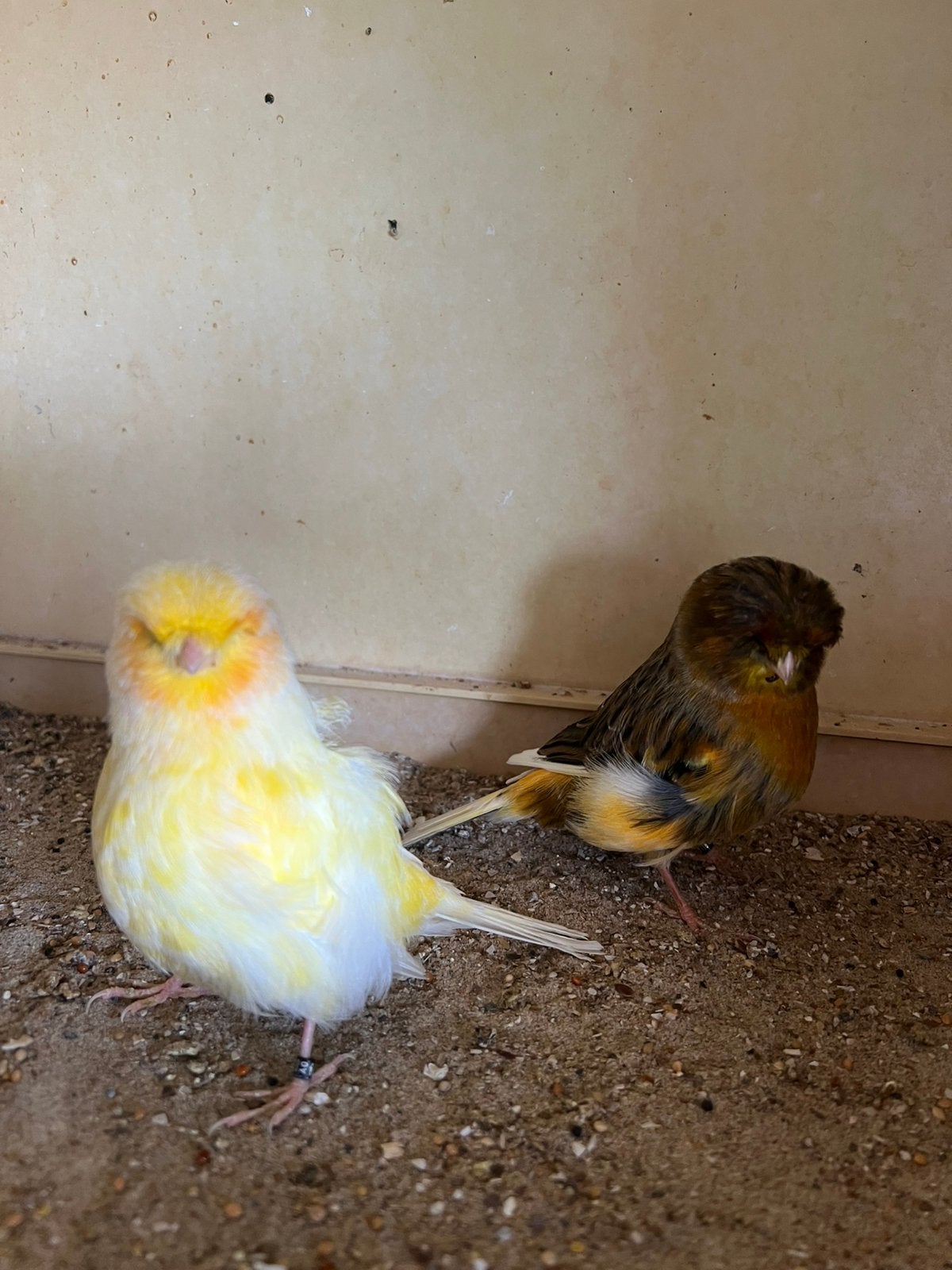 Norwich kanaries te koop., Dieren en Toebehoren