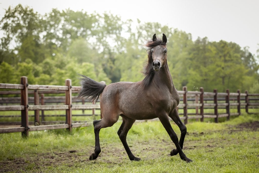 Jument pur-sang arabe, Animaux & Accessoires, Jument, Ne s'applique pas, Avec pedigree, 0 à 2 ans
