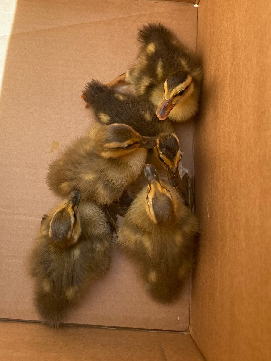Kuikens loopeend, Dieren en Toebehoren
