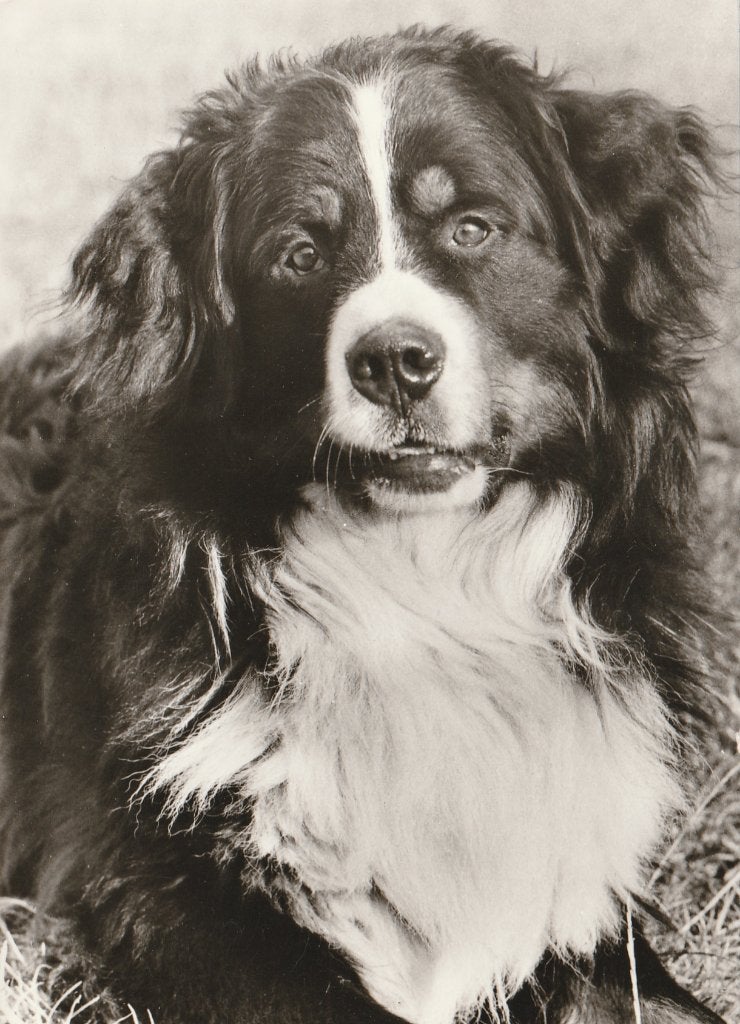 BERNER  SENNENHOND, Verzenden, Ongelopen, Hond of Kat