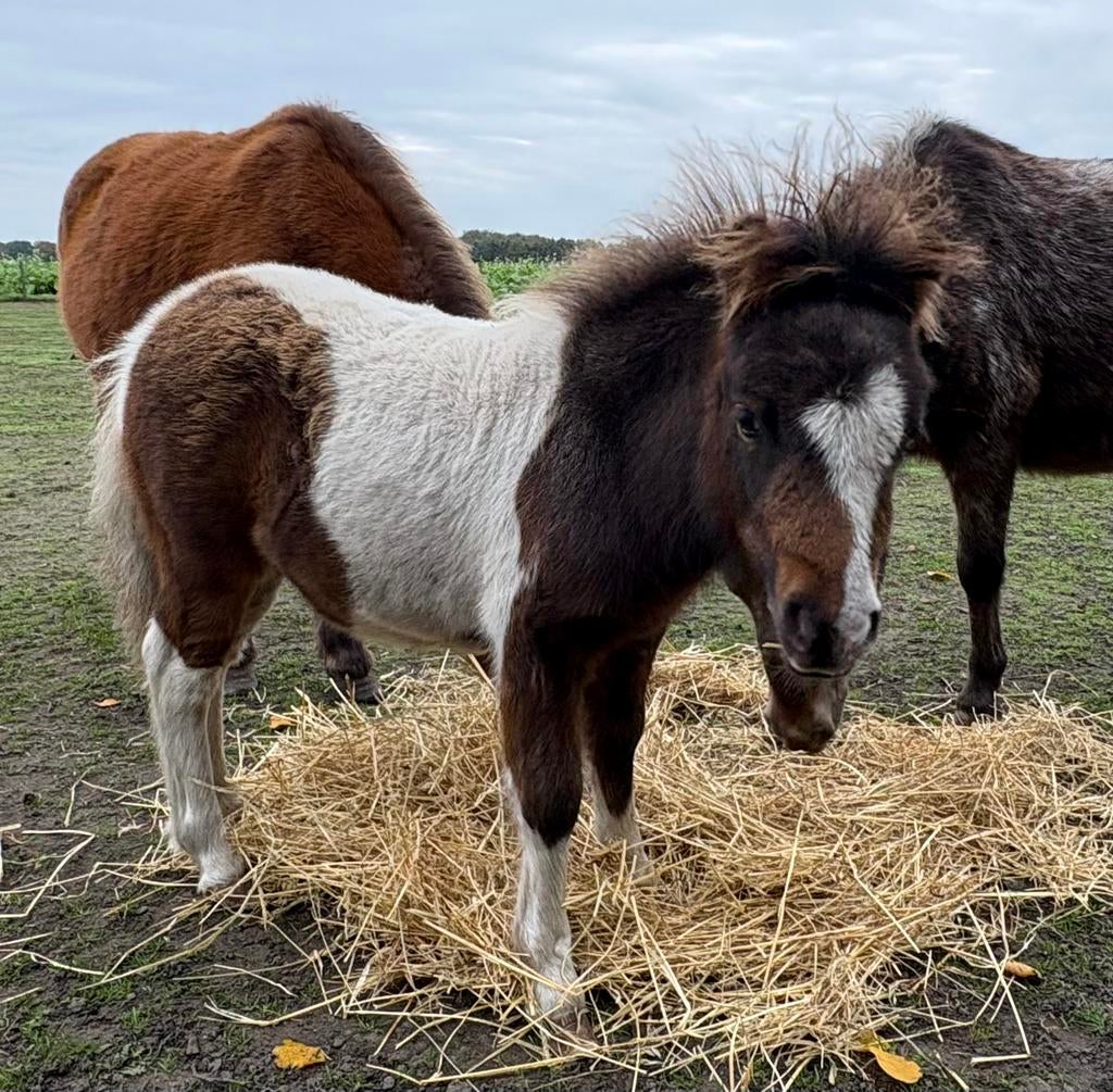 Shetlander hengstje, Dieren en Toebehoren, Pony's