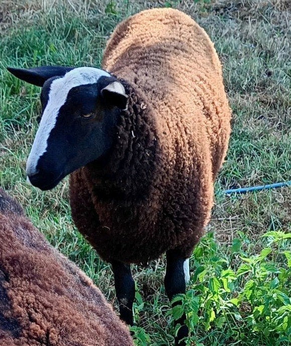 Moutons Zwartbles