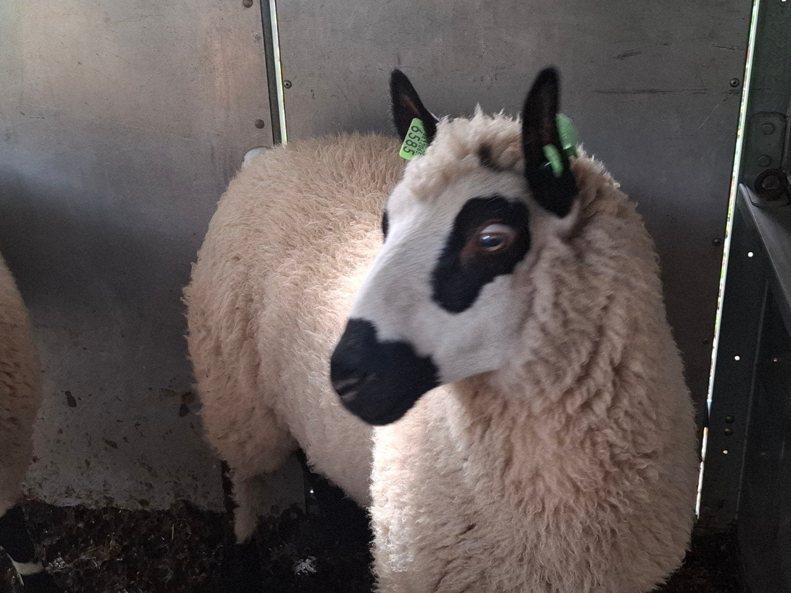 kerry hill, Meerdere dieren, Schaap, 0 tot 2 jaar