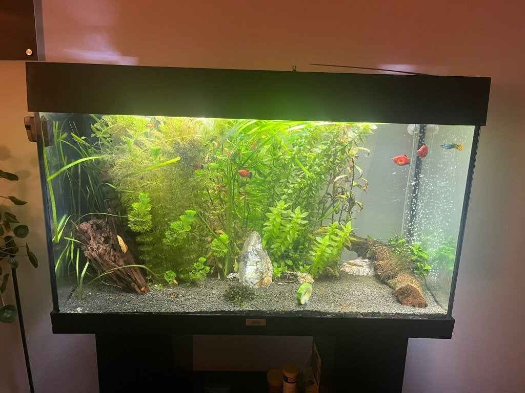 Juwel Rio 125 aquarium, Dieren en Toebehoren, Ophalen, Gebruikt, Leeg aquarium, Juwel