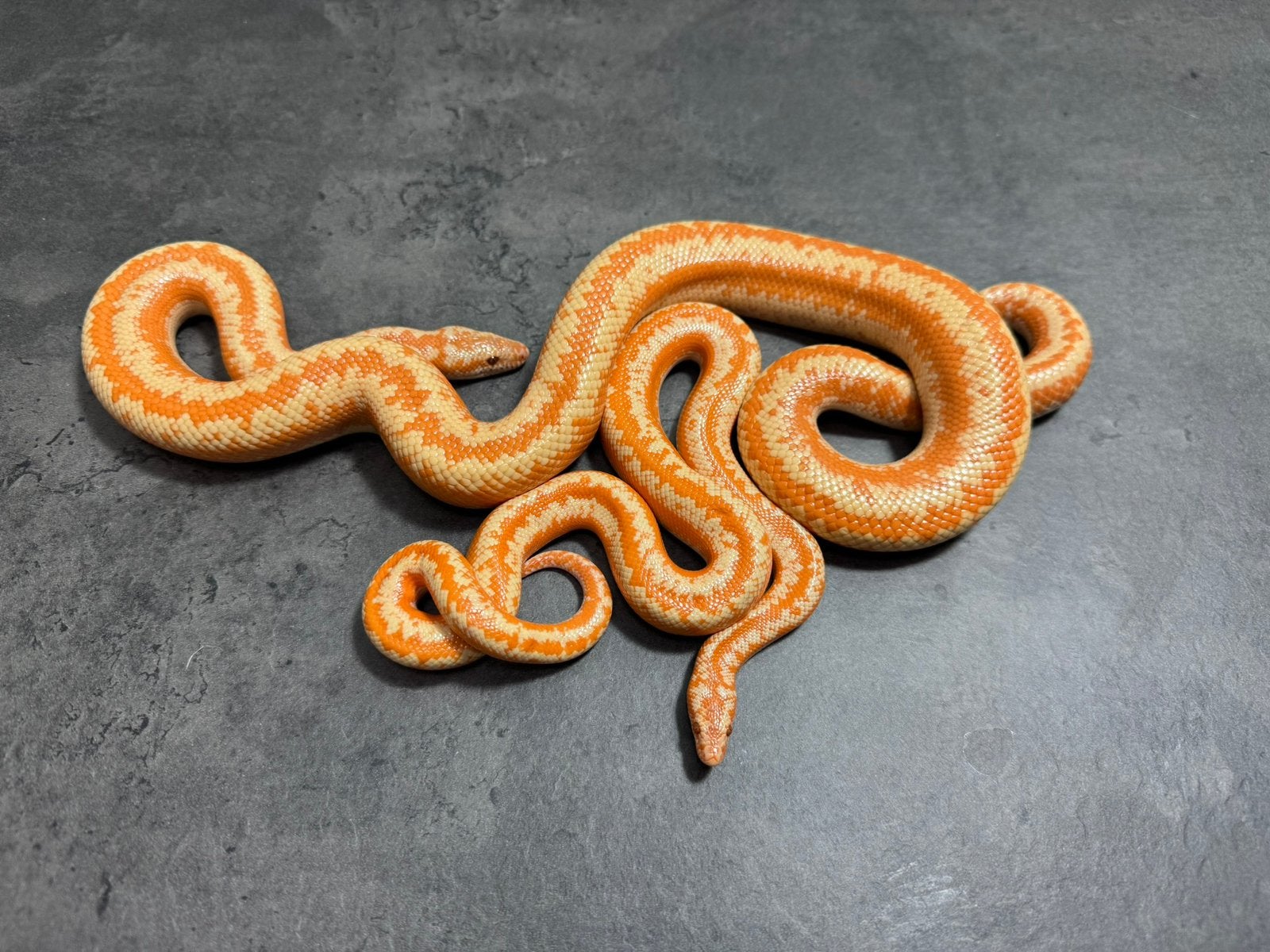 Rosy boa’s  lichanura lrivirgata albino, Animaux & Accessoires, Reptiles & Amphibiens