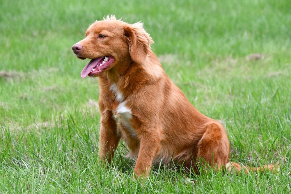 Étalon - Retriever de la Nouvelle Écosse, Animaux & Accessoires, 1 à 2 ans, Maladie de Carré (chiens), Chien (mâle), Éleveur | Professionnel