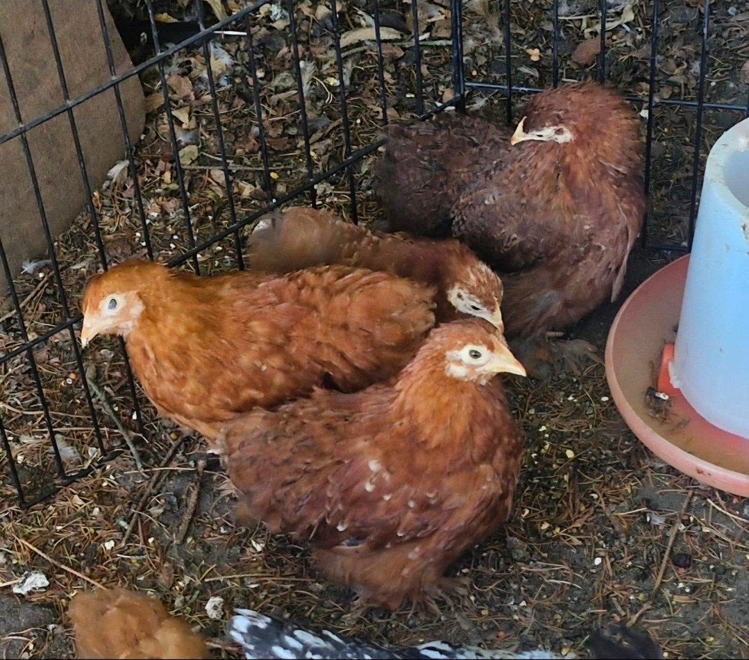 cochin krielhennetjes