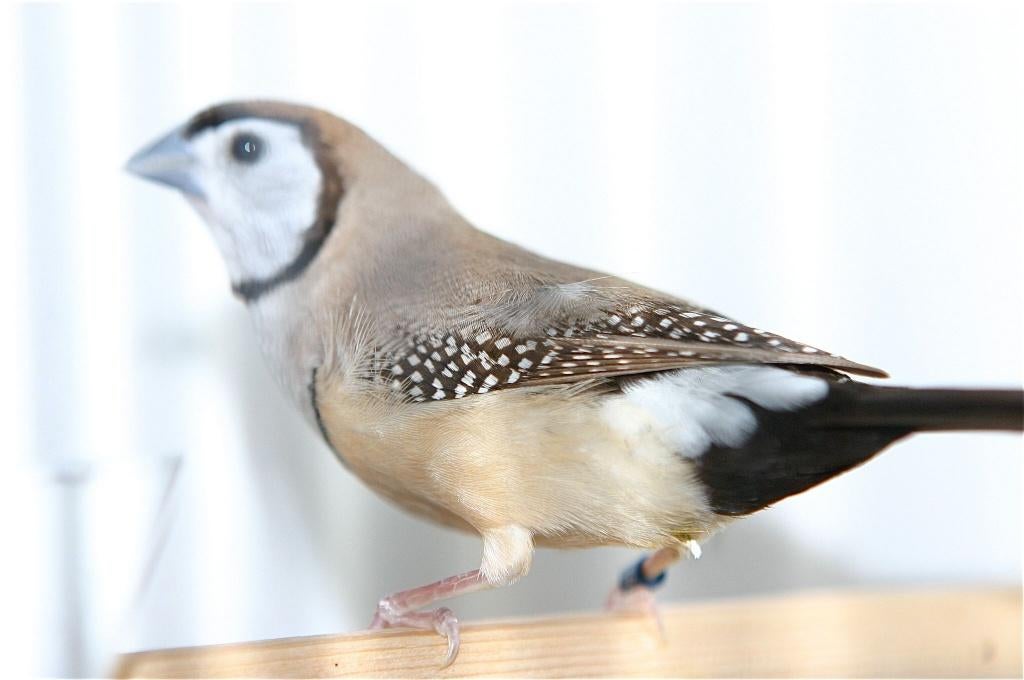 Bichenow' s - Goulds  + Kruisingen, Animaux & Accessoires, Oiseaux | Oiseaux Autre, Oiseau tropical, Plusieurs animaux, Bagué