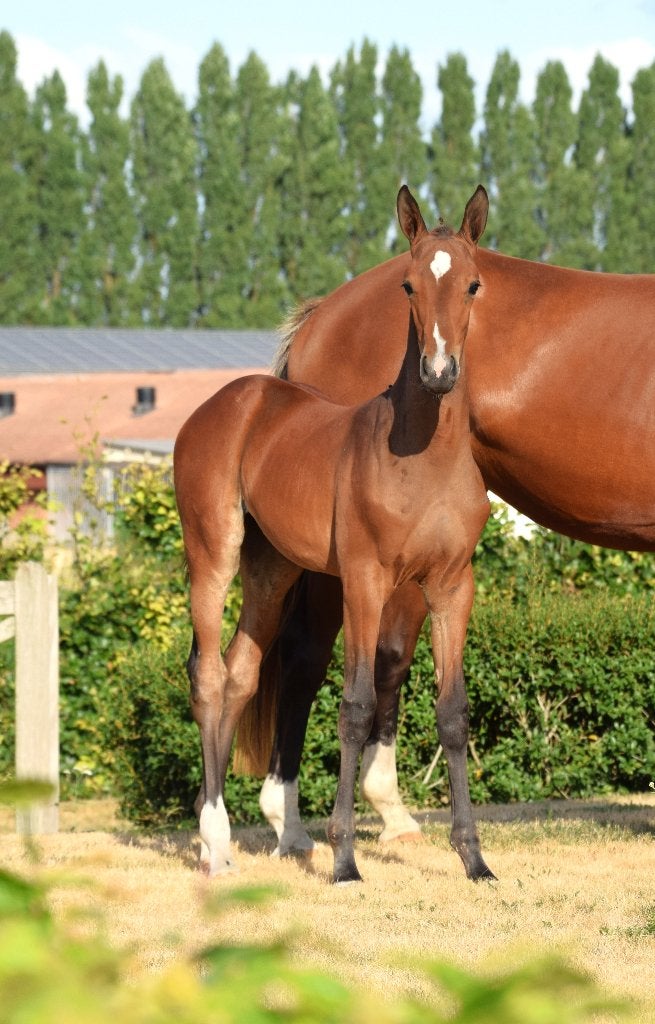 Chique merrieveulen (springen), Dieren en Toebehoren, Paarden, Merrie, Springpaard, Met stamboom, 0 tot 2 jaar