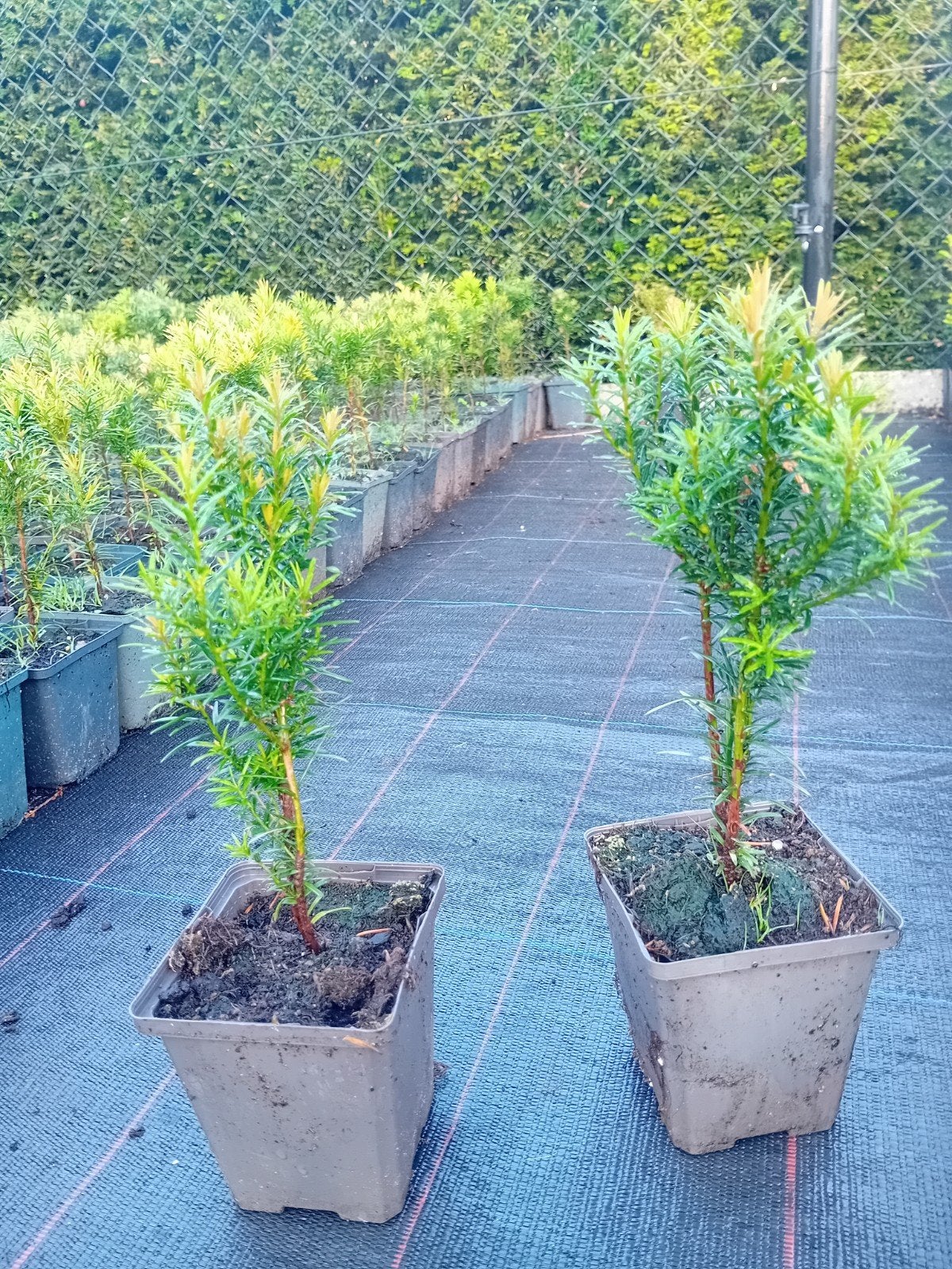 taxus, Jardin & Terrasse, Enlèvement