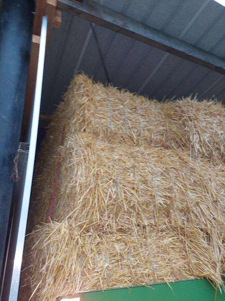 stro, Springpaard, 175 cm of meer, Met stamboom, Niet van toepassing