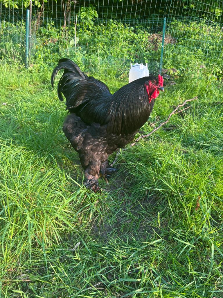 Coq brahma a donner, Dieren en Toebehoren, Ophalen