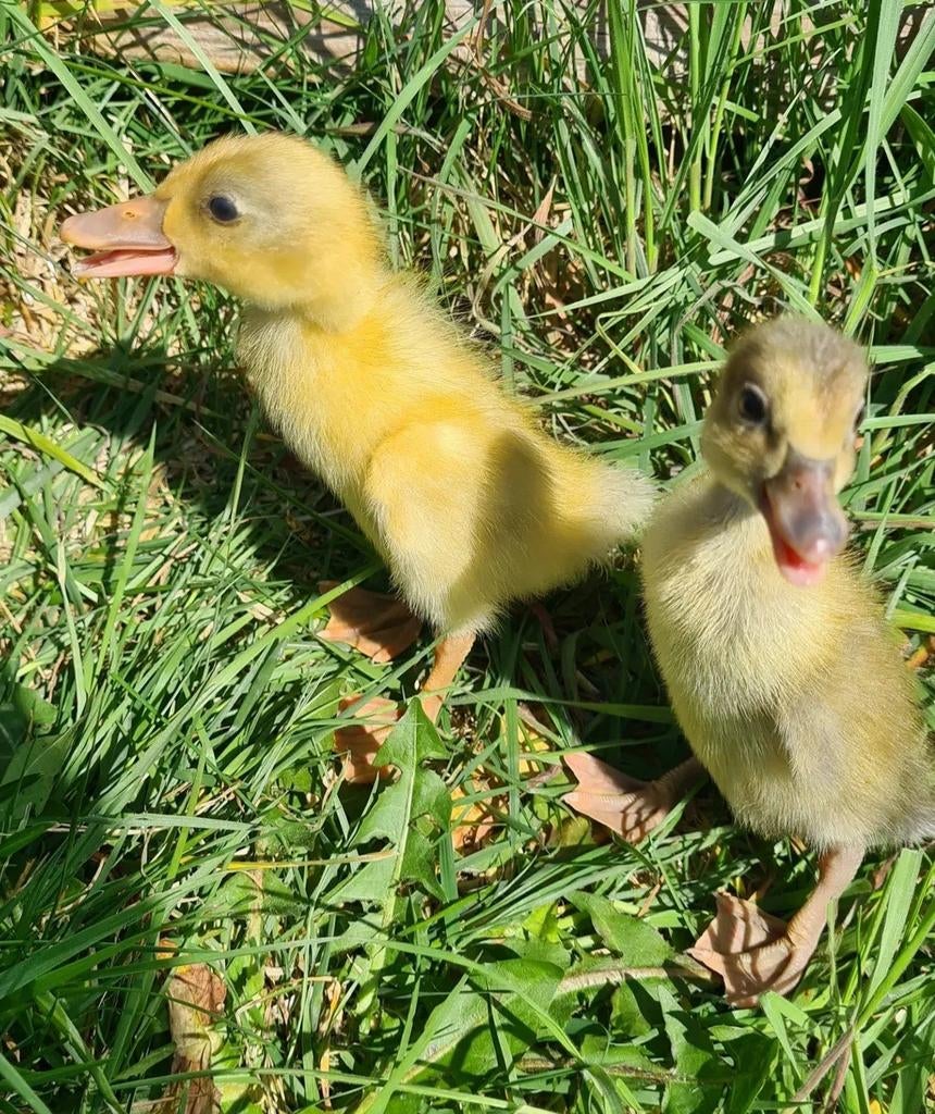 Indische loopeend kuikens, Dieren en Toebehoren, Geslacht onbekend, Eend