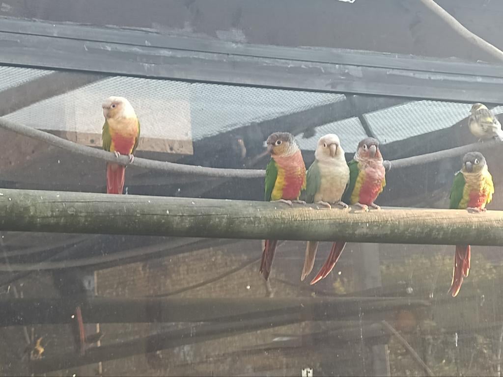Échange la 10 conure molina contre un couple de gris du Gab, Tickets & Billets