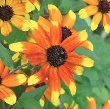 Rudbeckia 'Prairie Glow', Enlèvement, Plante fixe, Plein soleil