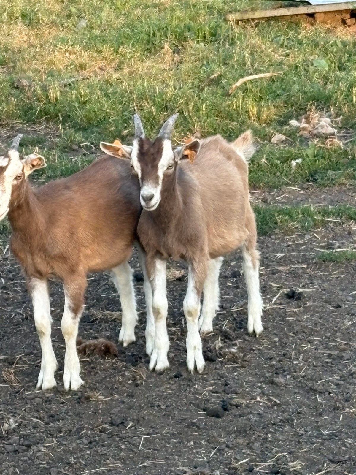 Melkgeit bokje, Dieren en Toebehoren, Mannelijk, Geit, 0 tot 2 jaar