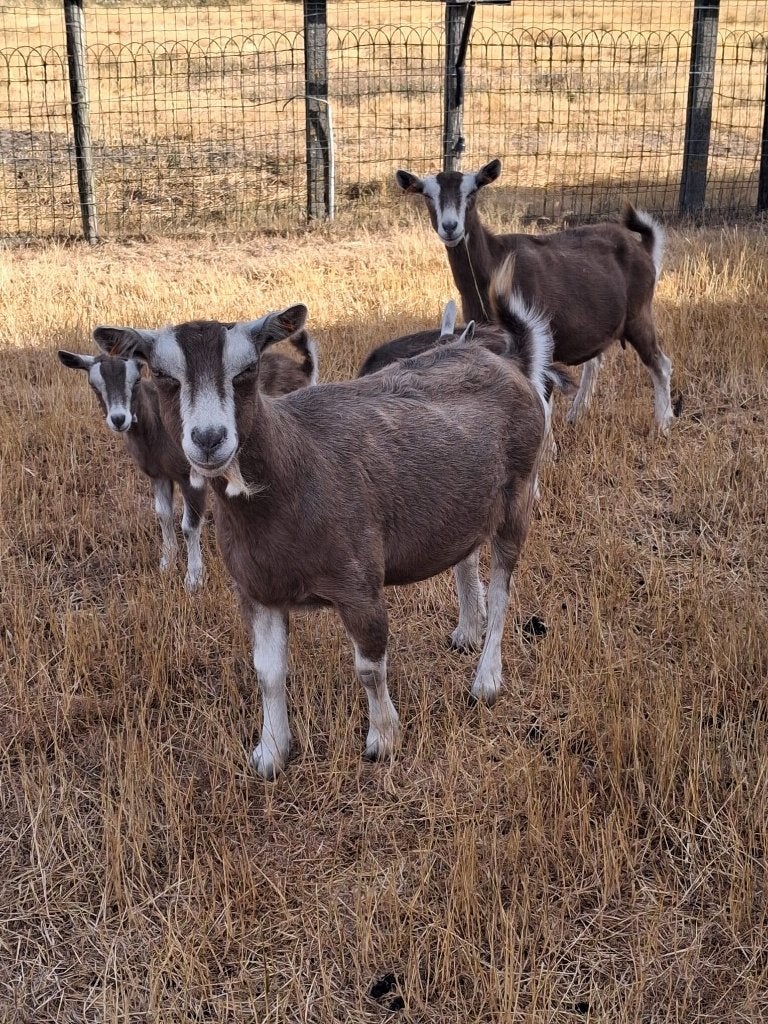 2 Toghenburgers met stamboom afkomstig van NL 1 & 2 jaar, Femelle, Chèvre, 0 à 2 ans