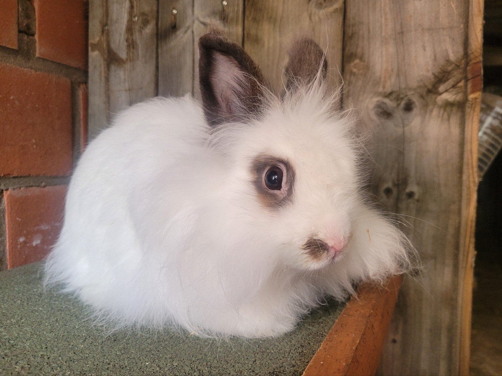 Prachtige, Super lieve teddydwerg, Dieren en Toebehoren