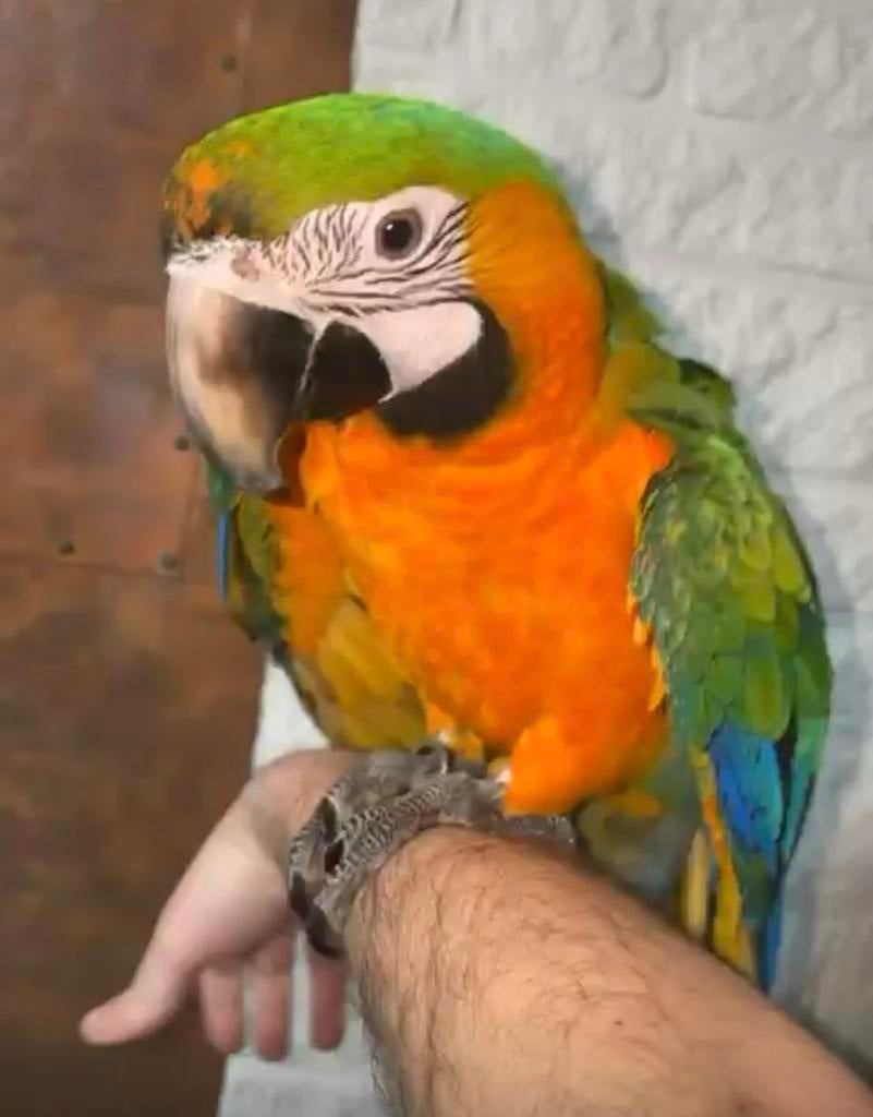 Tamme Catalina ara, Dieren en Toebehoren, Mannelijk, Papegaai, Geringd