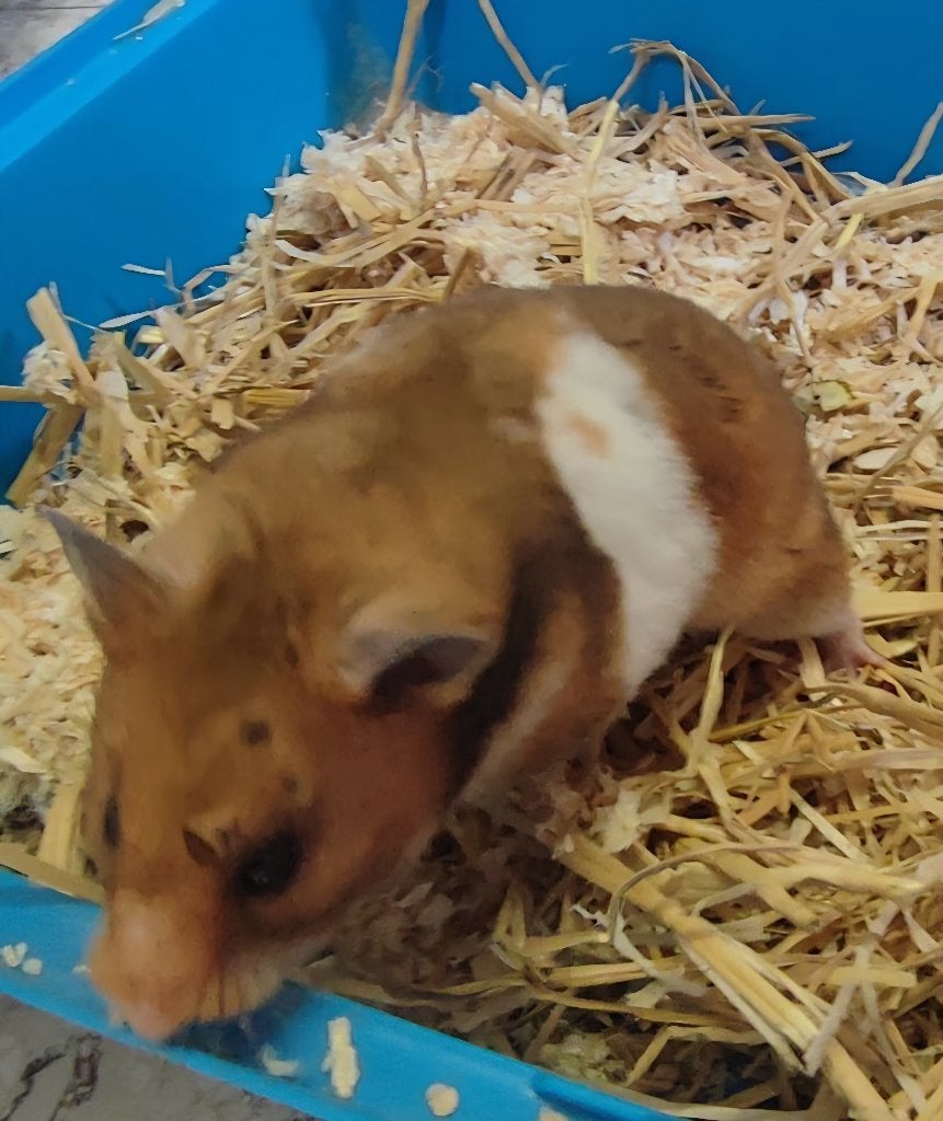 SYRISCHE GOUDHAMSTER VROUWELIJK, Dieren en Toebehoren, September, Vrouwelijk, Hamster
